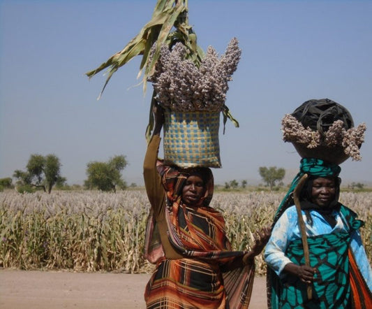 Prior to the war, 97% of women in Gadaref engaged in agriculture